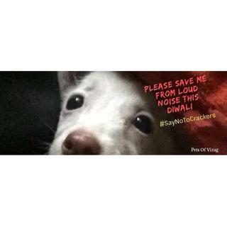Pets Of Vizag