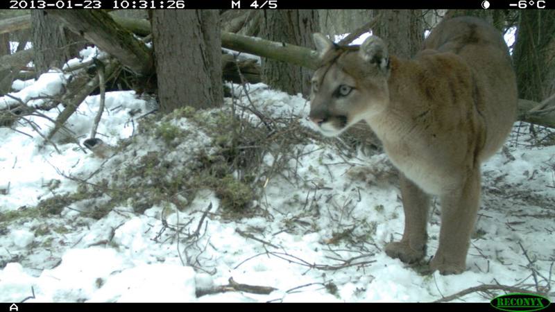 カナダ、カナディアンロッキーの現状と現地の街の様子 1枚目の写真