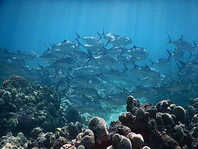 ハワイ、オアフ島の現状と観光地の様子 1枚目の写真