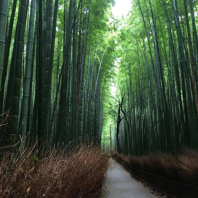 日本、京都の現状と観光地の様子 1枚目の写真