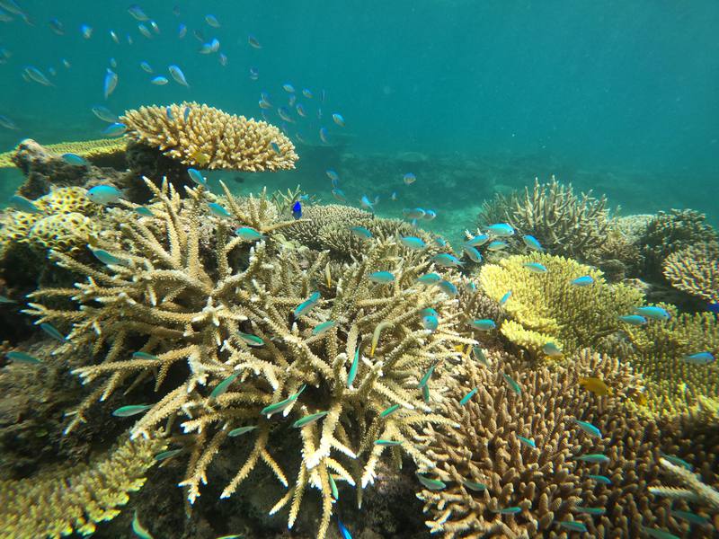 日本、沖縄の現状と新型コロナに関する現地情報 1枚目の写真