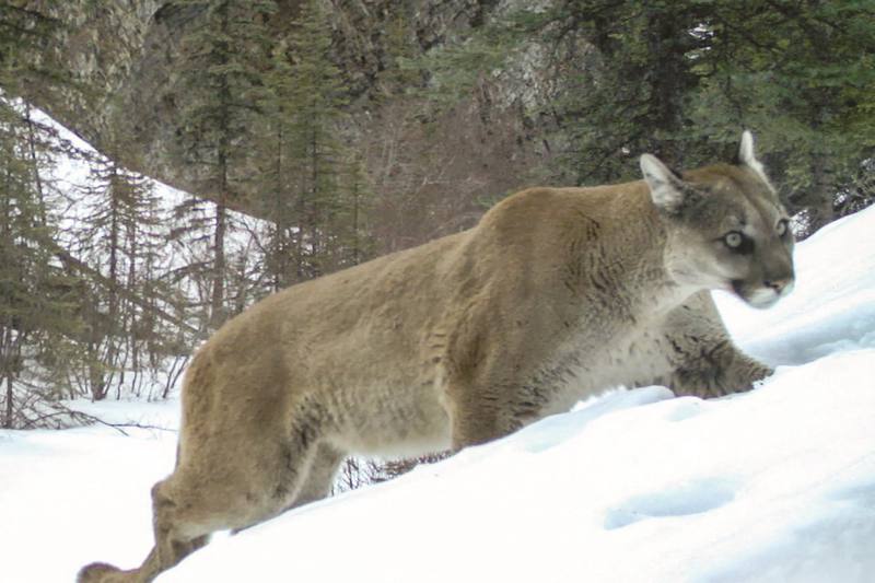 Current situation in Canada, Canadian Rockies and Local news. #1