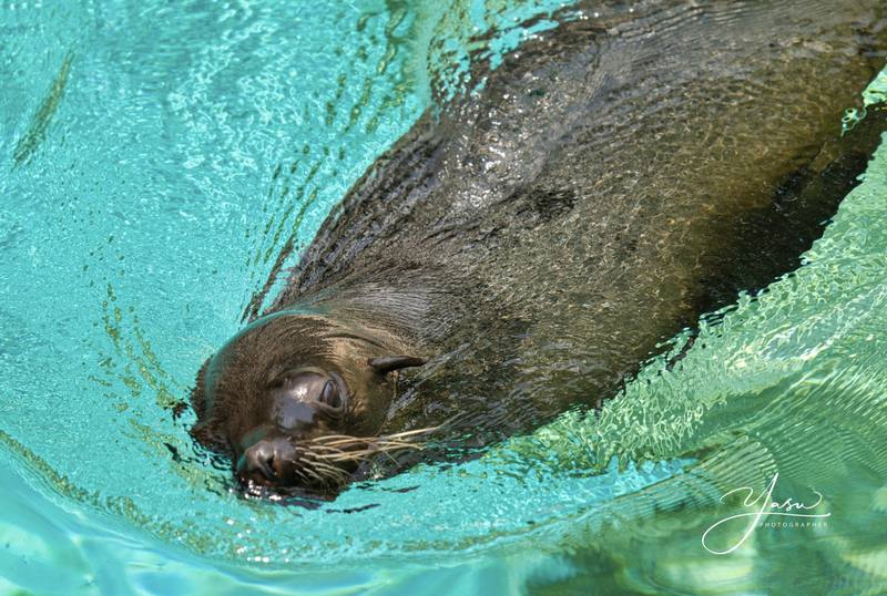 ハワイ、オアフ島の現状と観光地の様子 1枚目の写真