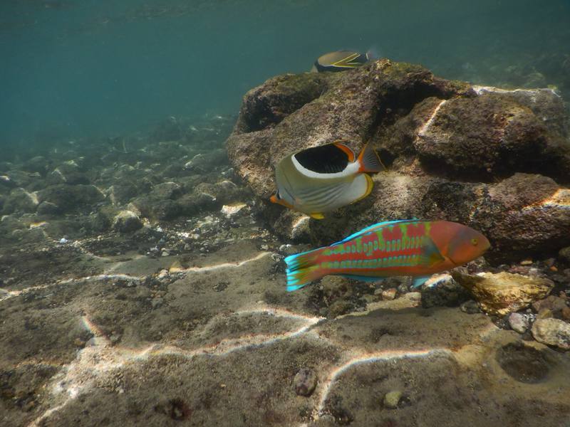 ハワイ、オアフ島の現状と観光地の様子 1枚目の写真