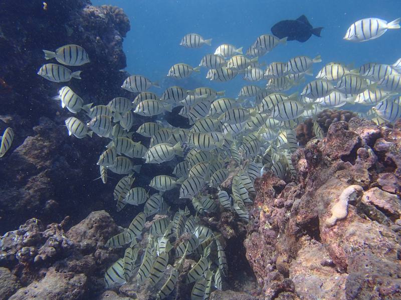 ハワイ、オアフ島の現状と観光地の様子 2枚目の写真