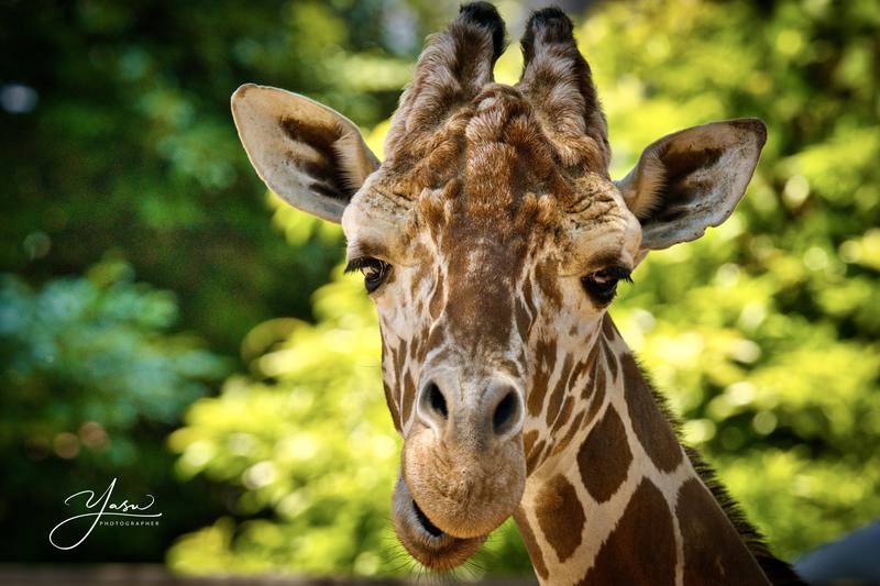 ハワイ、オアフ島の現状と観光地の様子 1枚目の写真