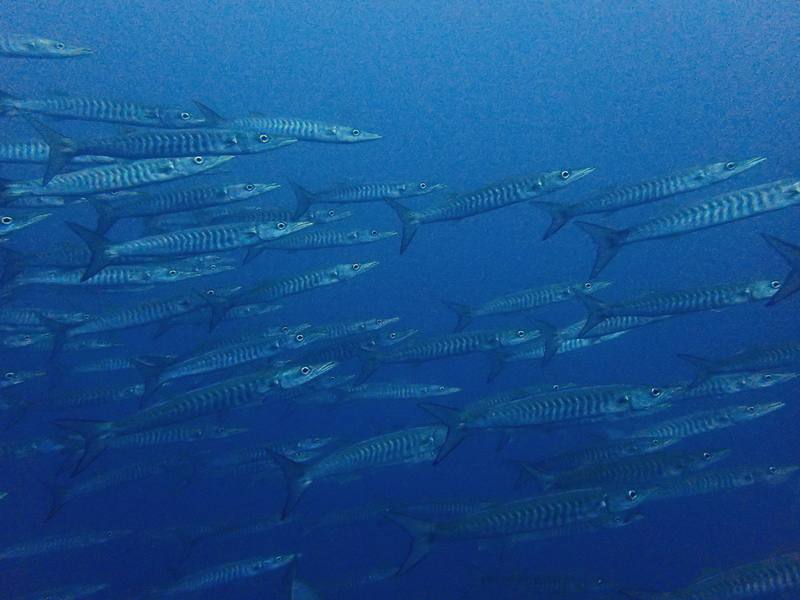 タイ、プーケットの現状と現地の街の様子 3枚目の写真