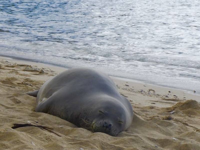 ハワイ、オアフ島の現状と観光地の様子 2枚目の写真