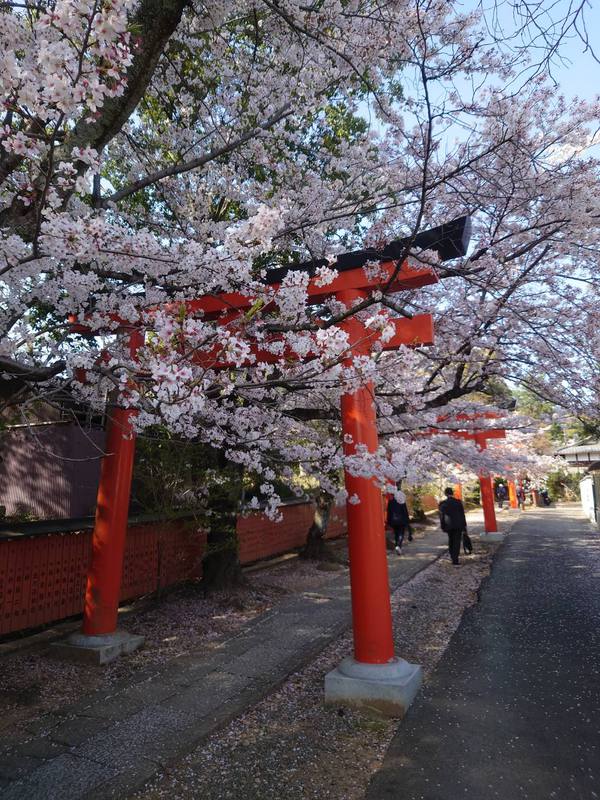 日本、京都の現状と観光地の様子 2枚目の写真