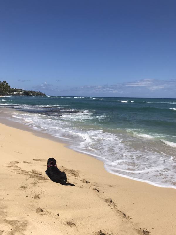 Current situation in Hawaii, Oahu and Local news. #2