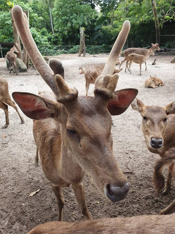 マレーシア、クアラルンプールの現状と新型コロナに関する現地情報 1枚目の写真