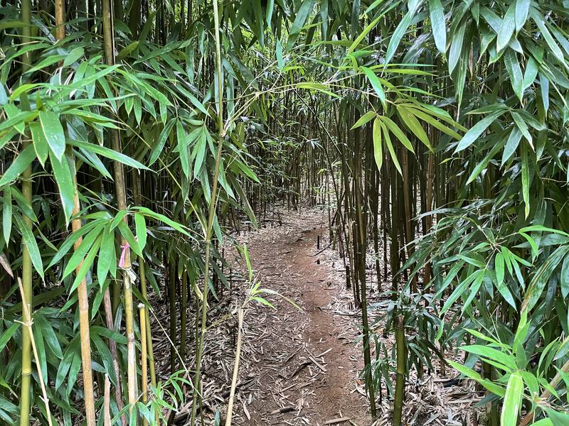 ハワイ、オアフ島の現状と観光地の様子 2枚目の写真