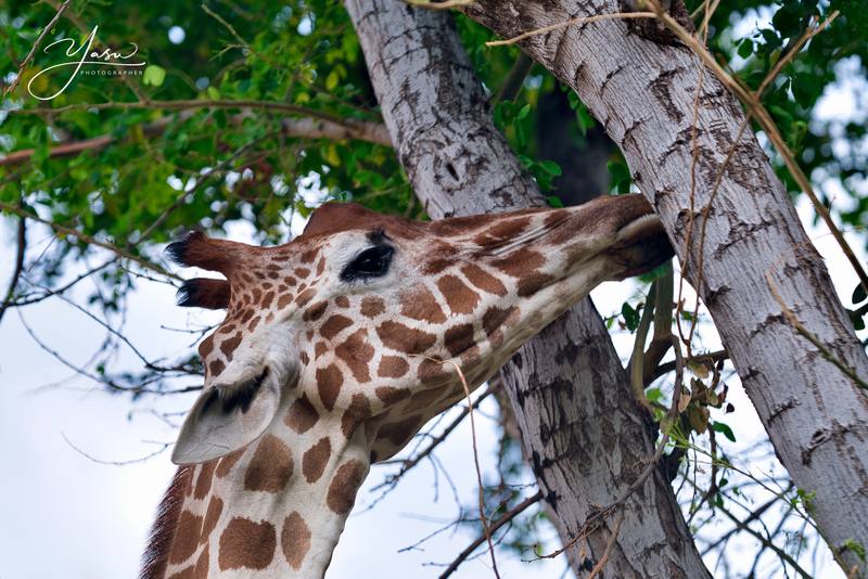 ハワイ、オアフ島の現状と観光地の様子 1枚目の写真