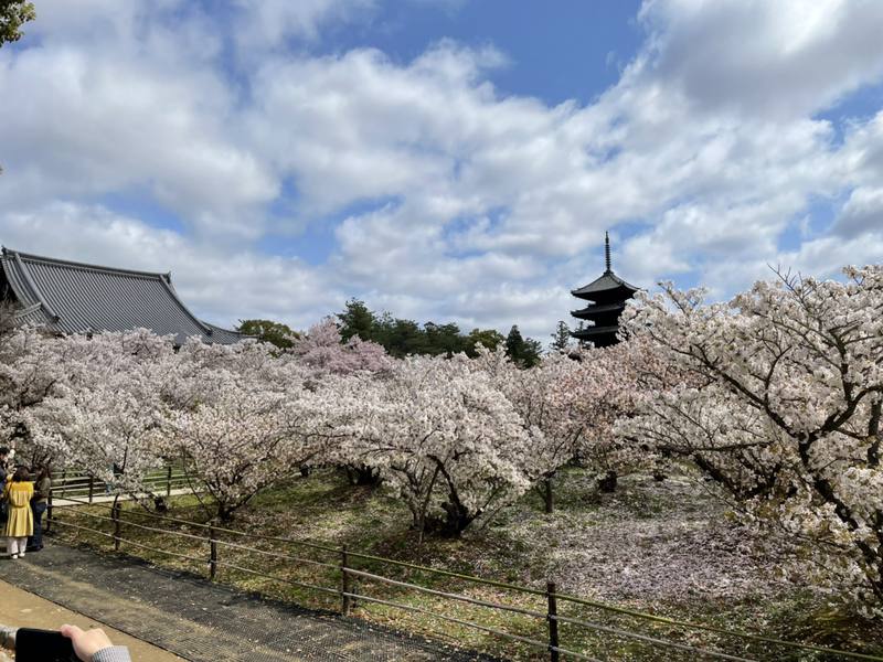 日本、京都の現状と観光地の様子 1枚目の写真