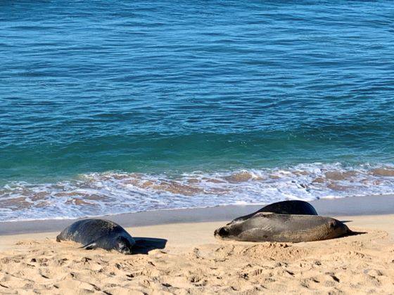 ハワイ、オアフ島の現状と観光地の様子 1枚目の写真