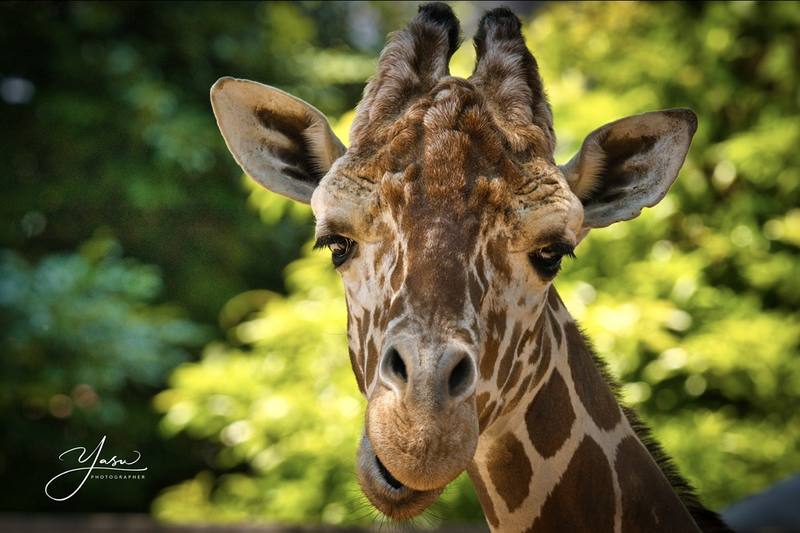 ハワイ、オアフ島の現状と観光地の様子 1枚目の写真