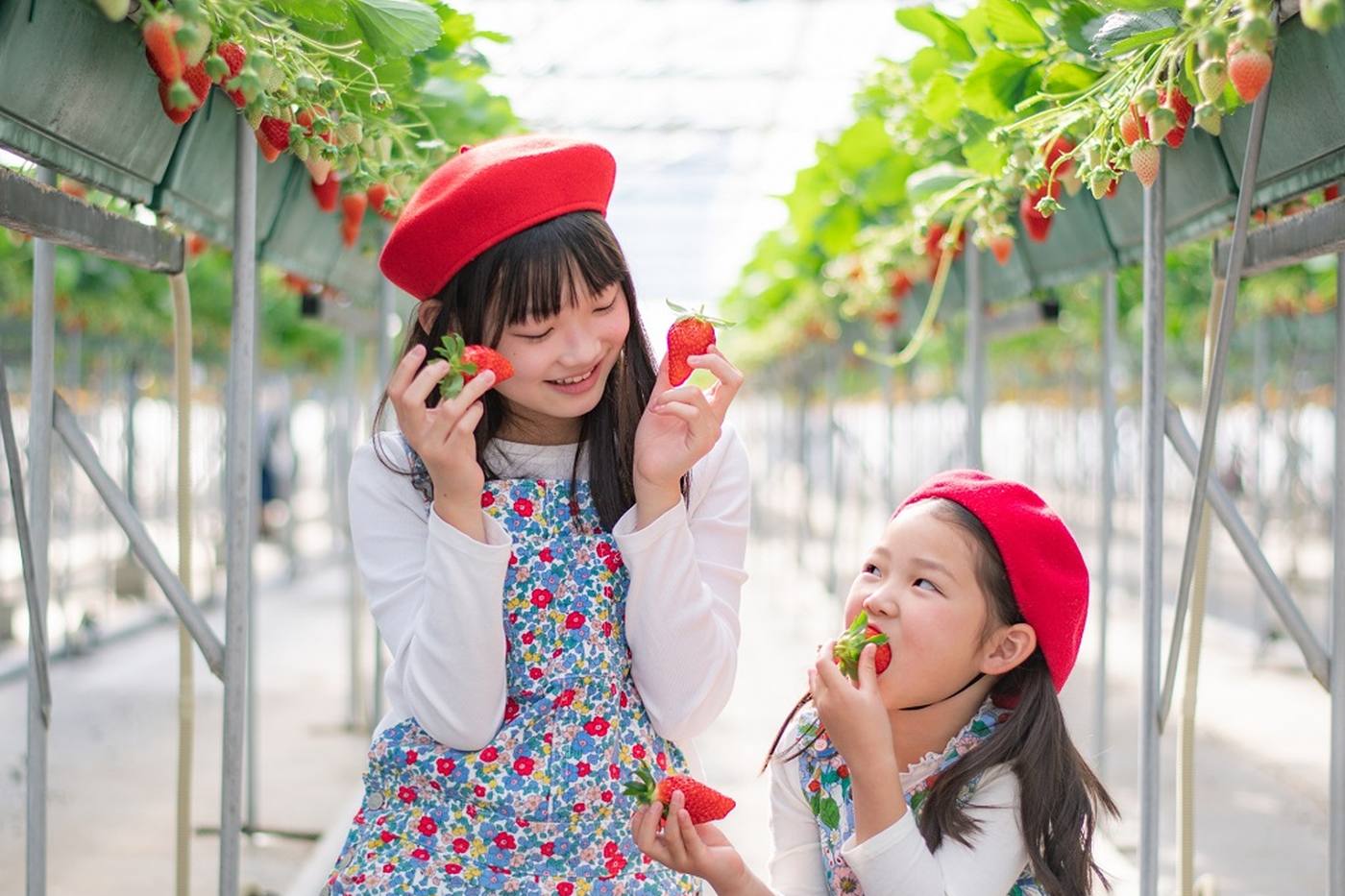 【いちご狩り】長野県筑北村「坂井いちご園」へ！ファミリー体験リポート image