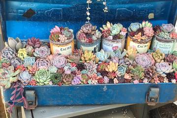 【多肉植物】生育サイクルが違う？園芸初心者でもわかりやすい生育タイプを説明