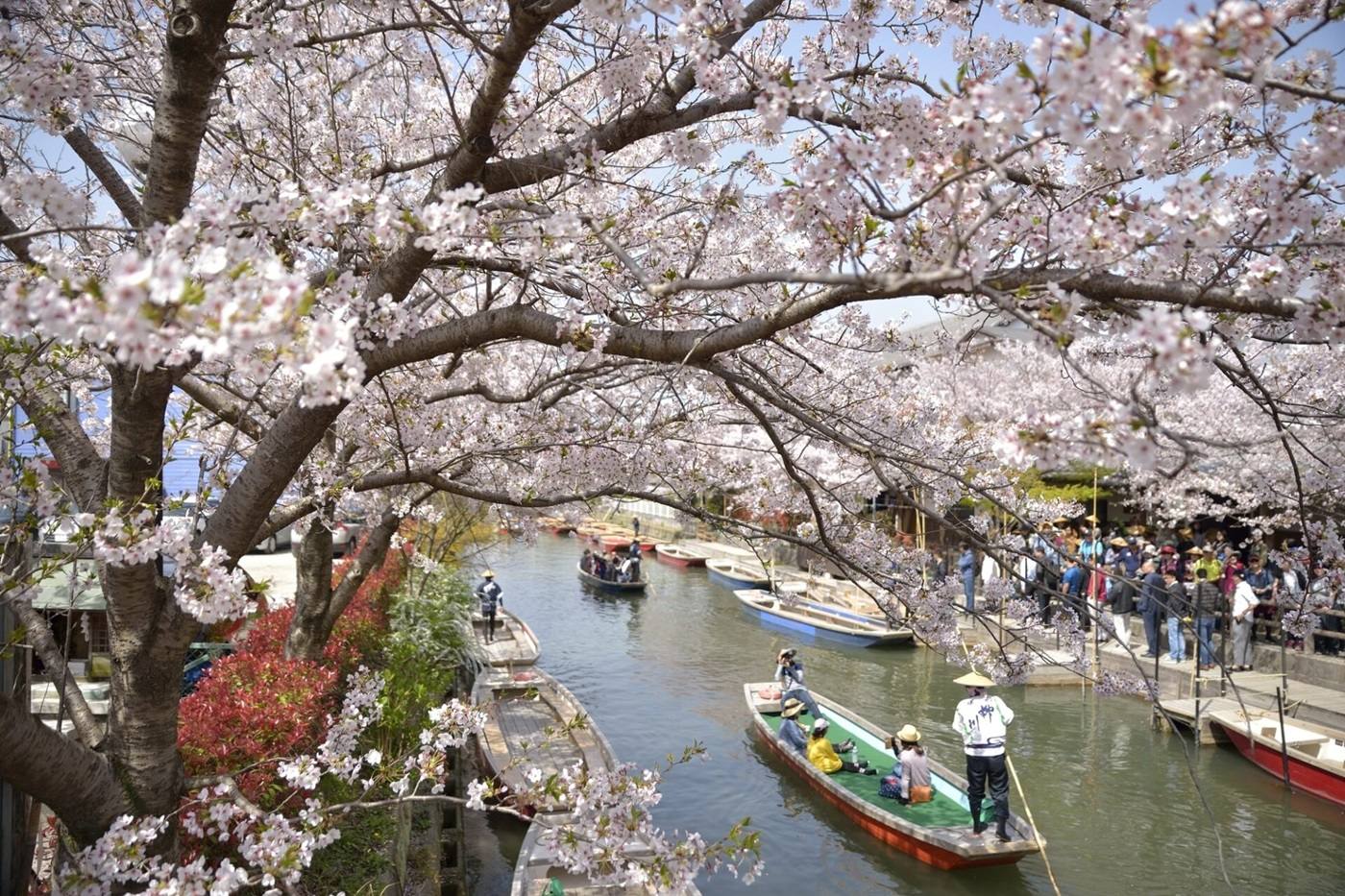 福岡柳川の川下りどこがいい？美しい水郷を満喫する究極のコース image