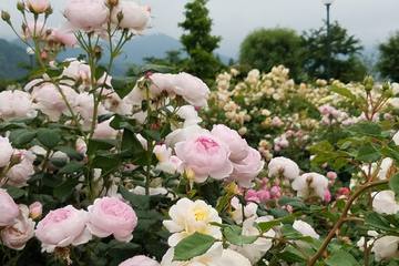 誰でも最初は間違いだらけ！はじめてバラ栽培をした時の失敗談