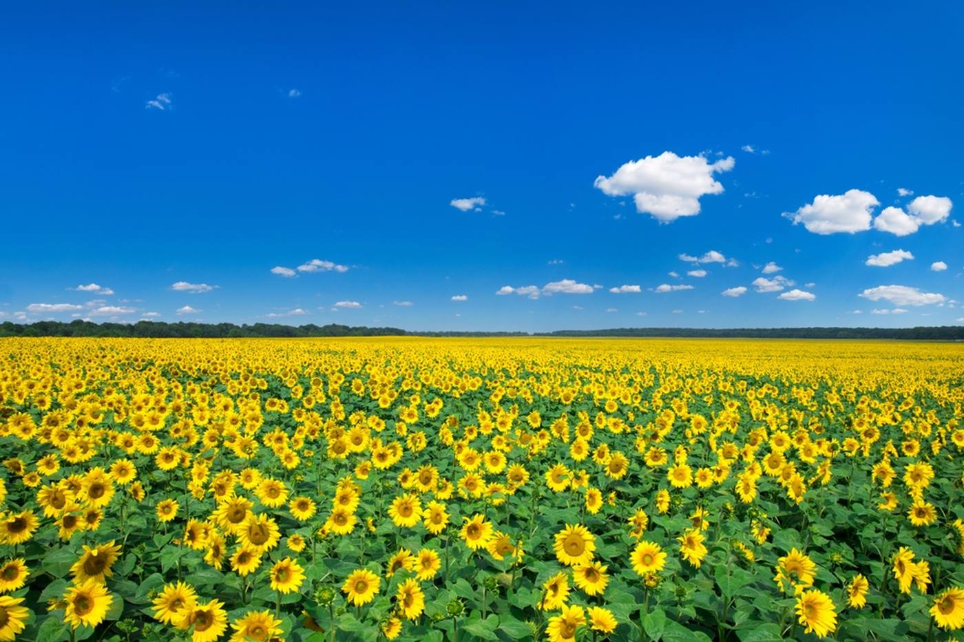 【埼玉県】360度ひまわりに囲まれる♪ 所沢ひまわり畑と所沢航空記念公園に行こう！ image