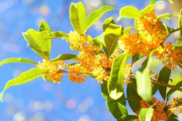 【秋を感じるガーデニング】キンモクセイの花言葉、育て方や活用方法をご紹介
