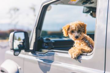 愛犬との思い出作りに！ワンちゃんも楽しめる長野県白馬村のおすすめスポット