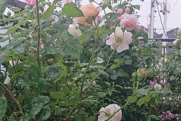 お庭のないおうちでも楽しめるベランダガーデニング｜我が家のグリーン事情を紹介