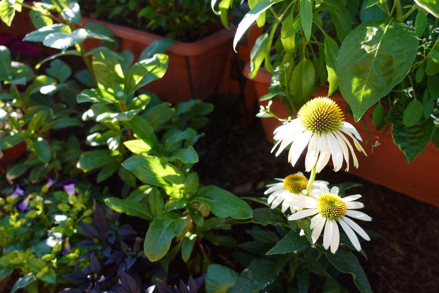 【ガーデニング】とってもシンプル♪ 大切な植物を守る、初夏から始めたい暑さ対策 image