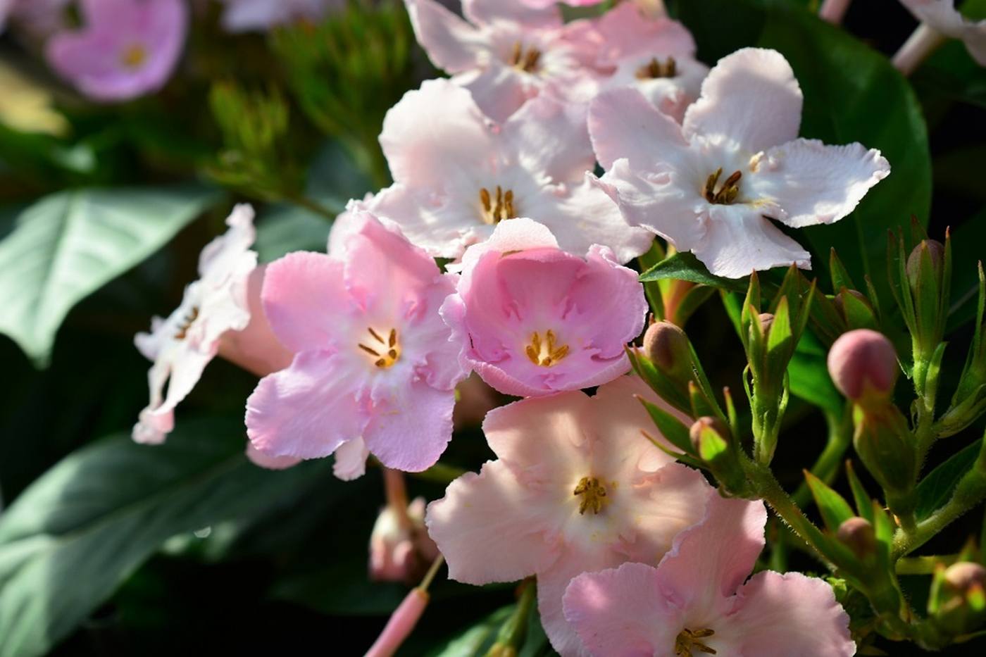 【ガーデニング】桜に似ていて香りがよい♪ ニオイザクラの育て方や花言葉をご紹介 image