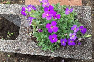 【家庭菜園】コンクリートブロックに苗を植えておしゃれに大変身