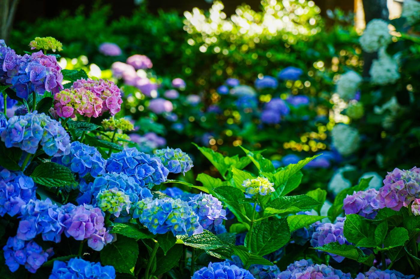 【6月～7月が見頃】色鮮やかな紫陽花を見にでかけよう！関西の紫陽花スポット5選＜京都・大阪・奈良＞ image