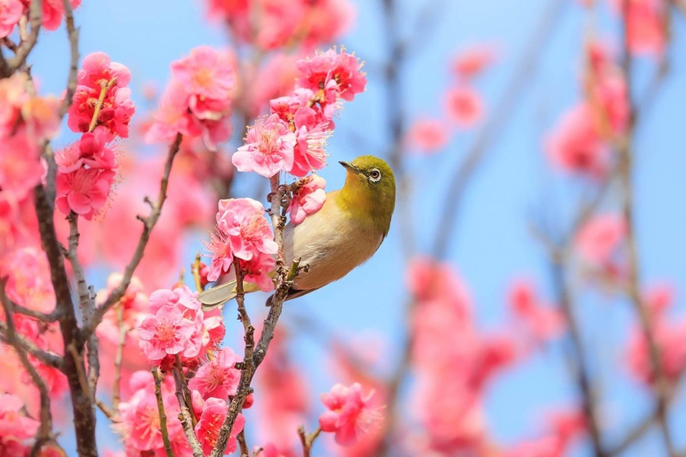 【古の梅見】凛と咲く紅白の花に癒される！長野県の梅のお花見名所4選 image