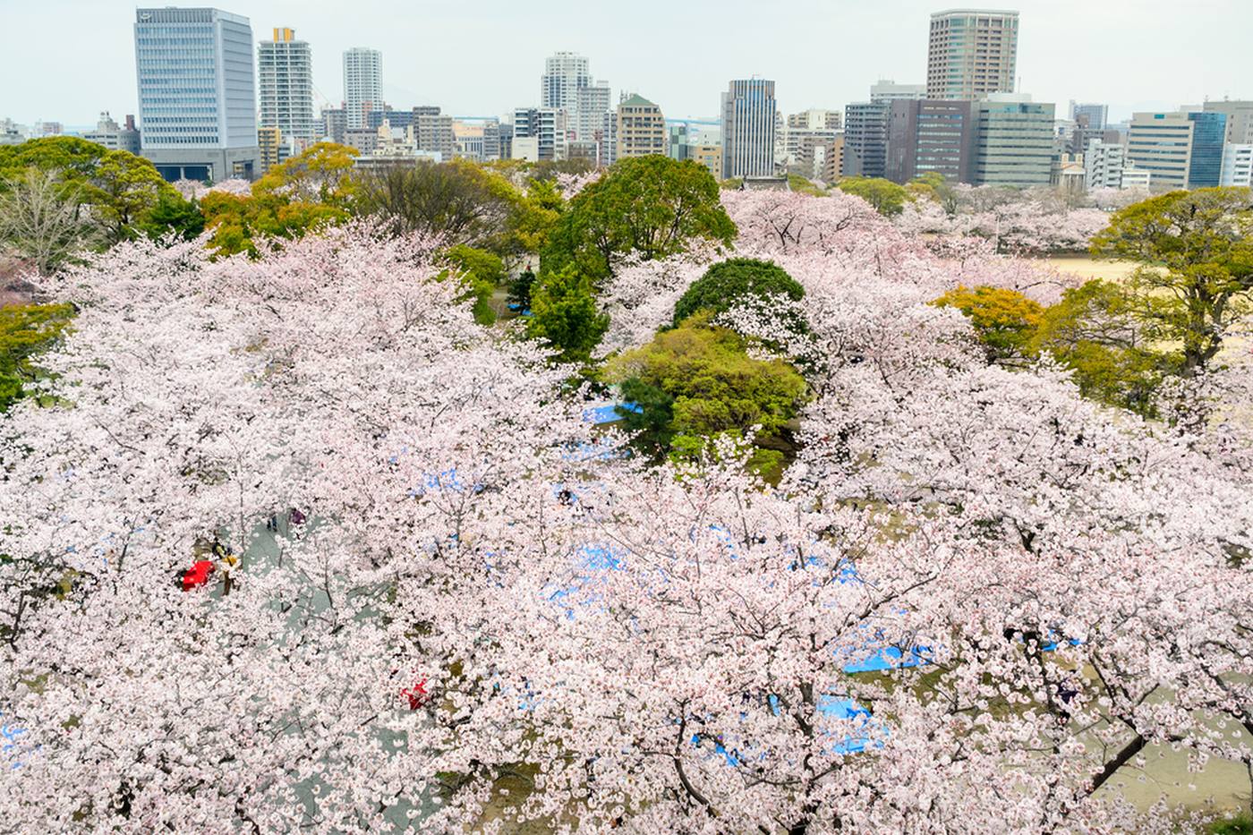 【2024年】福岡・沖縄でお花見が楽しめるベストスポットはここ！最新の開花予想もご紹介 image