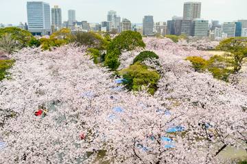 【2024年】福岡・沖縄でお花見が楽しめるベストスポットはここ！最新の開花予想もご紹介