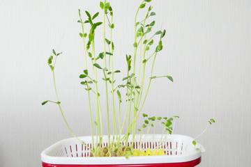 スプラウトを育てる！野菜の種から育てる水栽培の方法