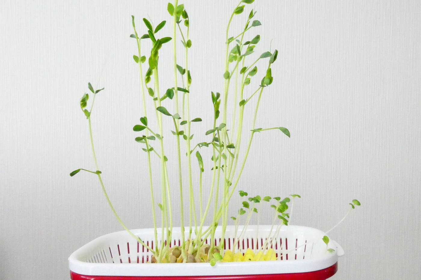 スプラウトを育てる！野菜の種から育てる水栽培の方法 image