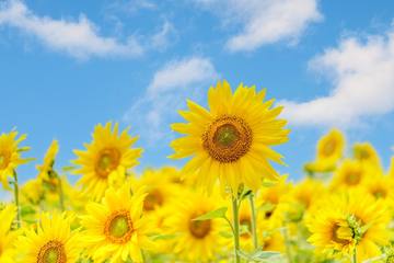 【ガーデニング】意外と簡単？ 夏の定番ひまわりの花言葉や育て方のご紹介