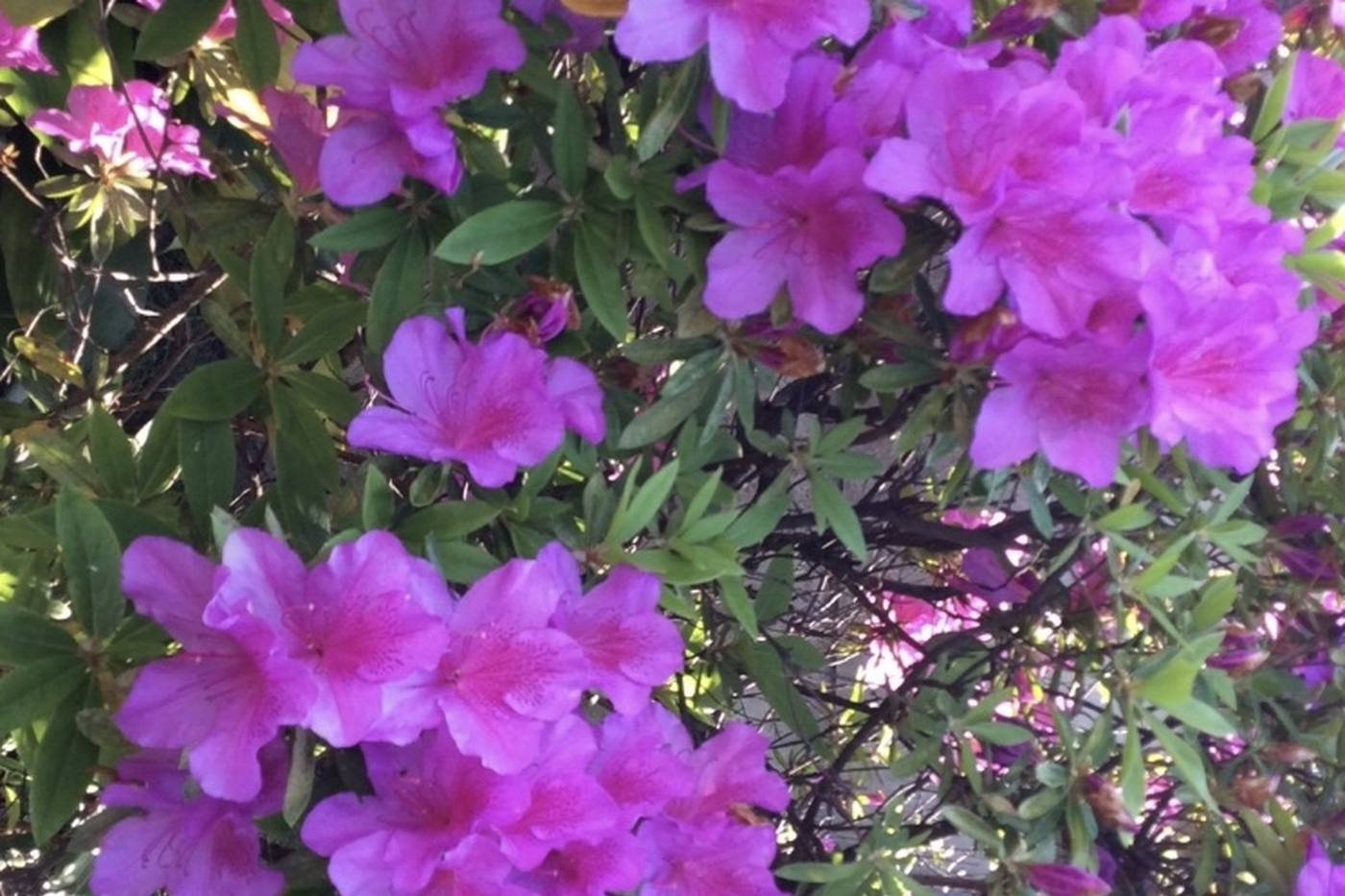 季節の訪れを感じられる！庭や玄関に取り入れたい庭木5選 image