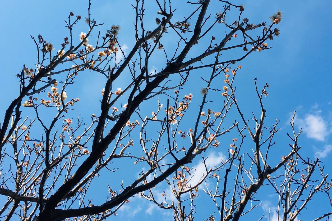 【ガーデニング】庭木に取り入れたい春の花！梅の楽しみ方3選 image