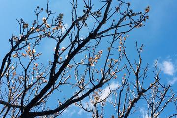 【ガーデニング】庭木に取り入れたい春の花！梅の楽しみ方3選