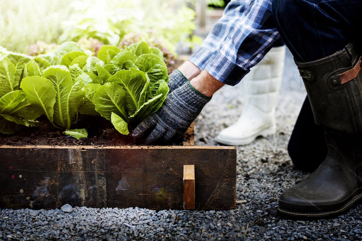 種植えから収穫までがはやい！びっくりするほど簡単おすすめ秋植え野菜2選！種の植え方も紹介 image