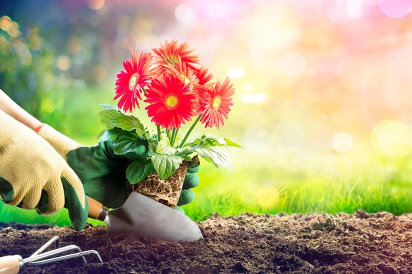 【家庭菜園】お金をかけない！野菜に適した土づくりの方法 image