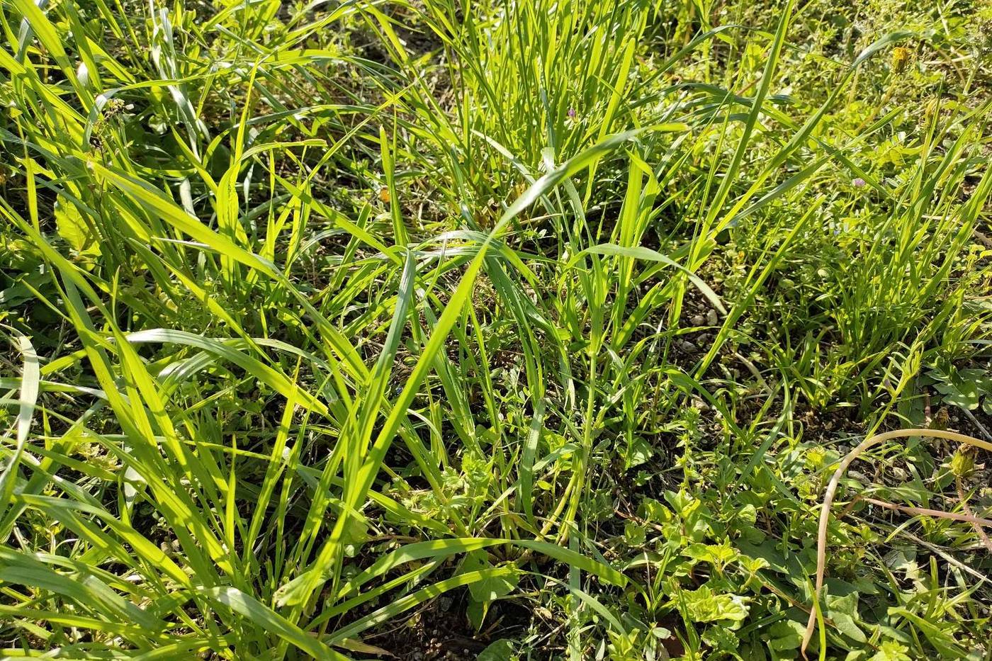 【家庭菜園】雑草は野菜づくりを助ける！雑草の活用方法 image