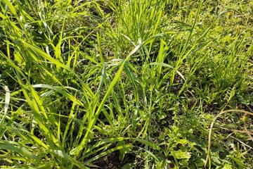 【家庭菜園】雑草は野菜づくりを助ける！雑草の活用方法