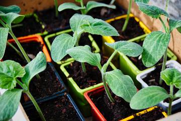 【初心者向け家庭菜園】野菜を育てる準備～肥料・苗・土選びのコツ～