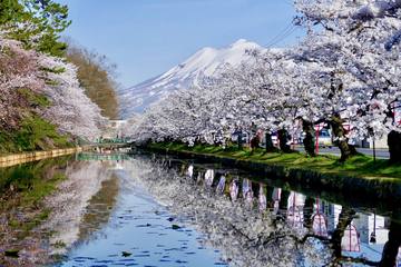 【2024年】みちのく三大桜名所でお花見を楽しもう！おすすめスポットや最新の開花予想をご紹介