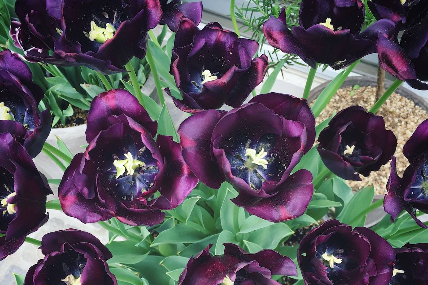 【ガーデニング】冬〜春の庭を大人っぽく！シックで素敵な黒い花8選 image