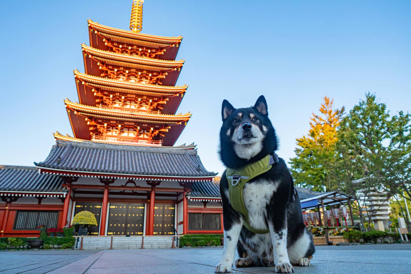 【栃木】知られざる名所「白鷺神社」に詣でてみよう！平和の剣にペット用御朱印も♪ image