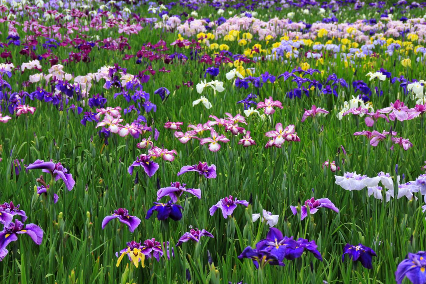 【静岡県】6月におすすめ♪ 季節の花々が咲き乱れる初夏の遠州花めぐり image